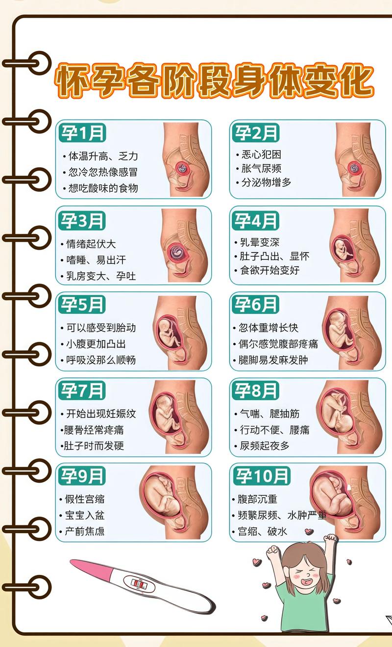 揭秘供卵代孕妈妈怀孕小腹分两节，孕期变化的奥秘铜陵代生机构: